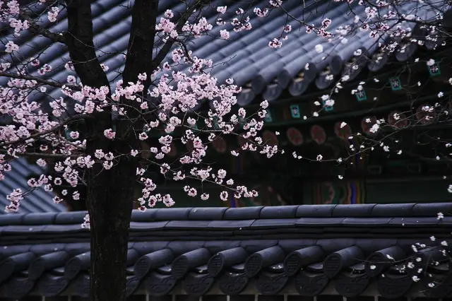 梅花.jpg